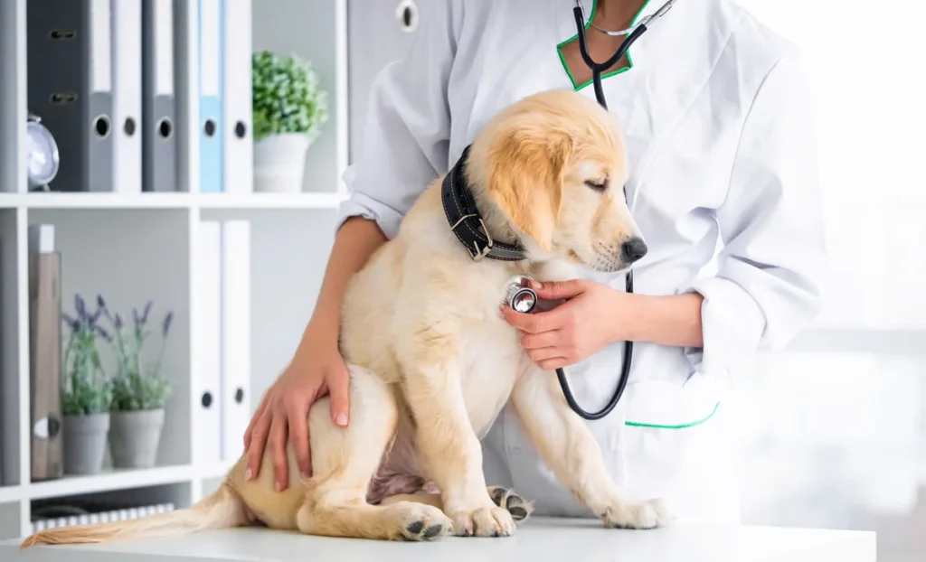 Can Dogs Get Mono? Simple Truth Every Dog Owner Should Know can dogs get mono